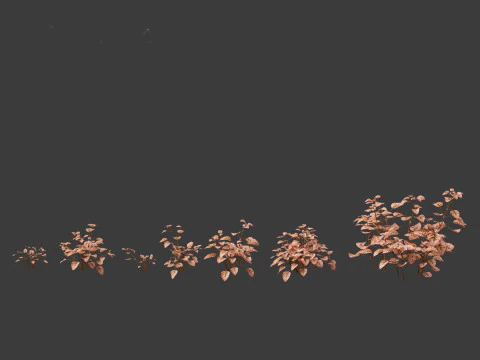 Hypoestes phyllostachya -polka dot plant 3D Model