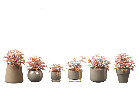 Hypoestes phyllostachya -polka dot plant Modello 3D