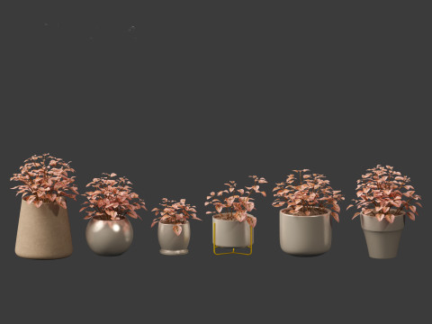 Hypoestes phyllostachya -polka dot plant Modello 3D