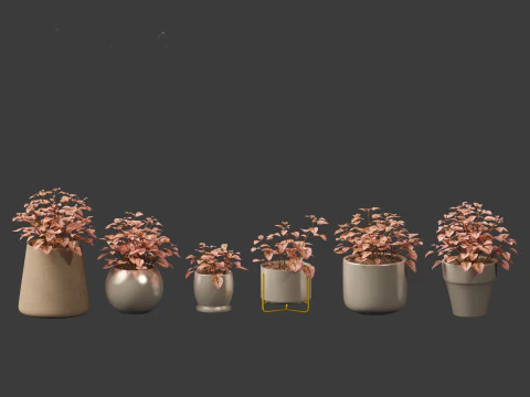 Hypoestes phyllostachya -polka dot plant 3D Model
