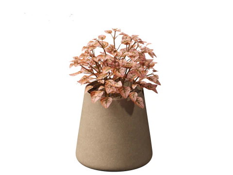 Hypoestes phyllostachya -polka dot plant 3D Model