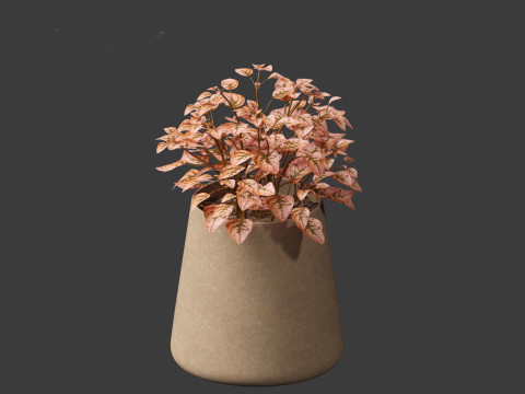 Hypoestes phyllostachya -polka dot plant Modello 3D