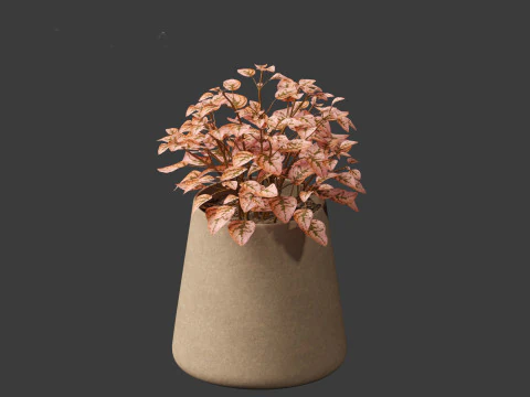 Hypoestes phyllostachya -polka dot plant 3D Model
