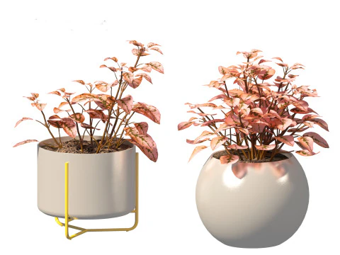 Hypoestes phyllostachya -polka dot plant 3D Model