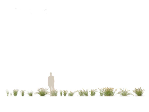 Hordeum jubatum - Foxtail Barley 3D Model