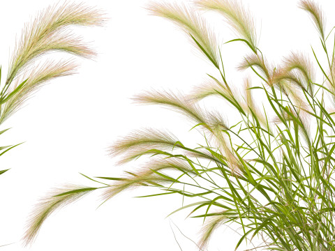 Hordeum jubatum - Foxtail Barley Modèle 3D
