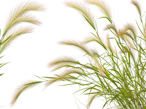 Hordeum jubatum - Foxtail Barley 3D Model