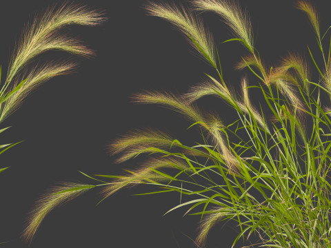 Hordeum jubatum - Foxtail Barley Modèle 3D