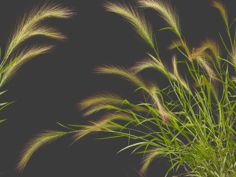 Hordeum jubatum - Foxtail Barley 3D Model