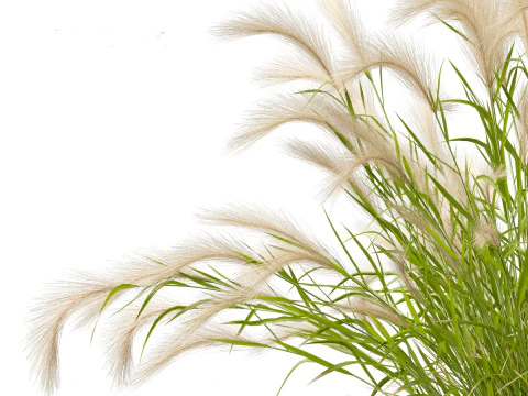 Hordeum jubatum - Foxtail Barley 3D Model