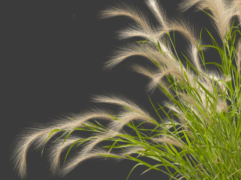Hordeum jubatum - Foxtail Barley 3D Model