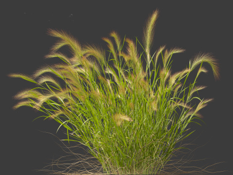 Hordeum jubatum - Foxtail Barley Modèle 3D