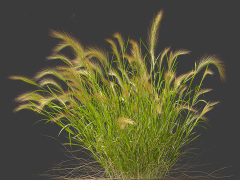 Hordeum jubatum - Foxtail Barley 3D Model