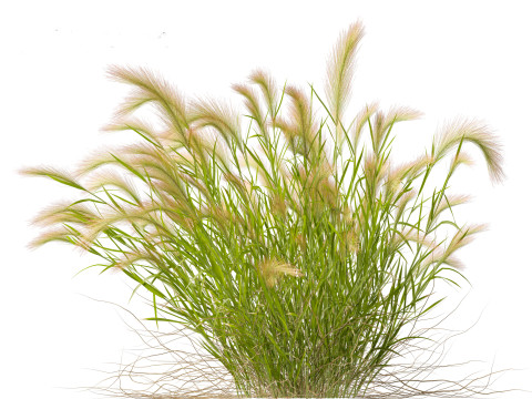 Hordeum jubatum - Foxtail Barley Modèle 3D
