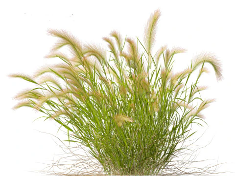 Hordeum jubatum - Foxtail Barley 3D Model