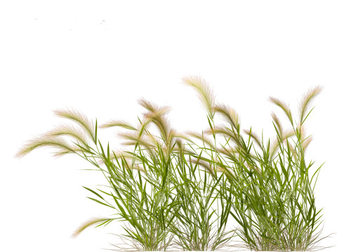 Hordeum jubatum - Foxtail Barley Modèle 3D