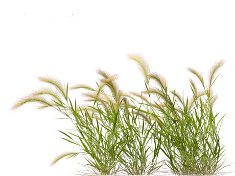 Hordeum jubatum - Foxtail Barley 3D Model