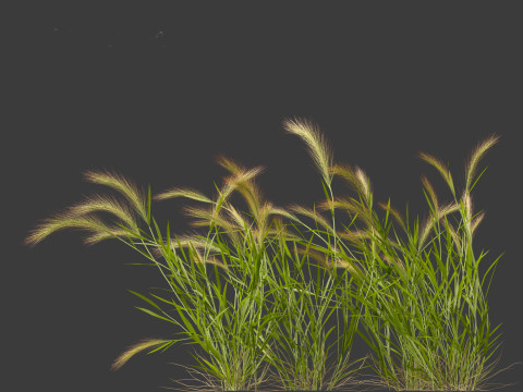 Hordeum jubatum - Foxtail Barley Modèle 3D