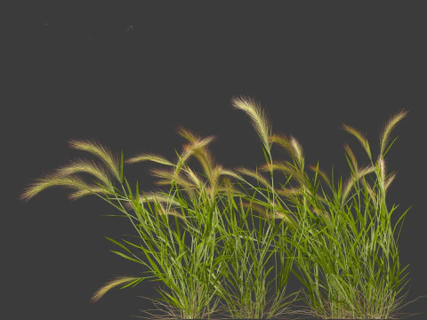 Hordeum jubatum - Foxtail Barley 3D Model