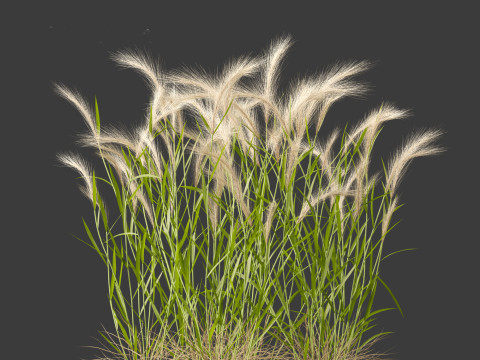 Hordeum jubatum - Foxtail Barley Modèle 3D