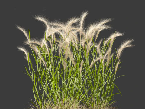 Hordeum jubatum - Foxtail Barley 3D Model