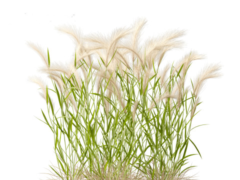Hordeum jubatum - Foxtail Barley Modèle 3D
