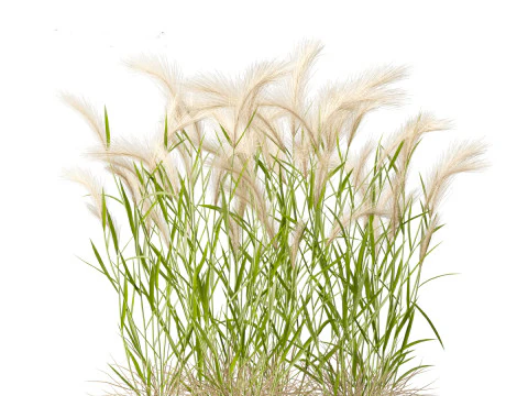 Hordeum jubatum - Foxtail Barley 3D Model
