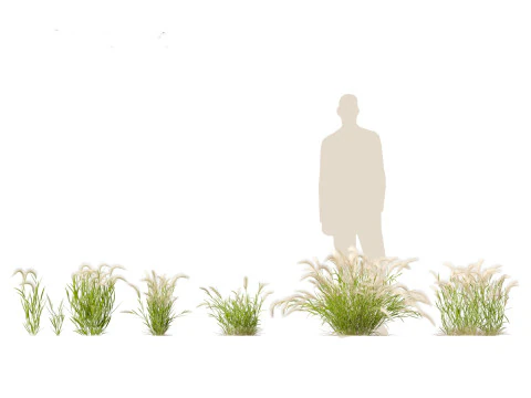 Hordeum jubatum - Foxtail Barley 3D Model