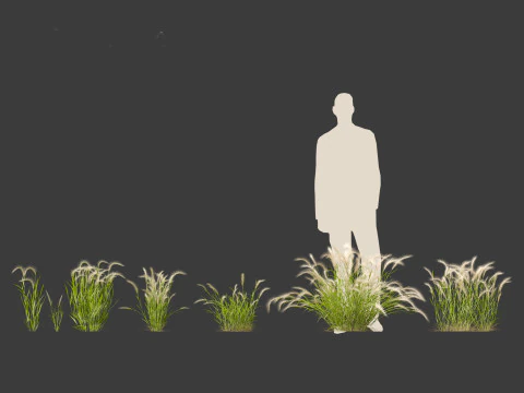 Hordeum jubatum - Foxtail Barley 3D Model