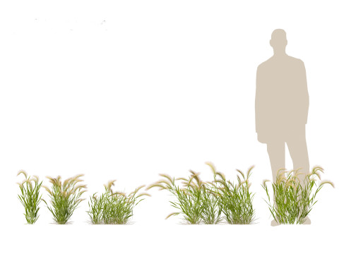 Hordeum jubatum - Foxtail Barley Modèle 3D