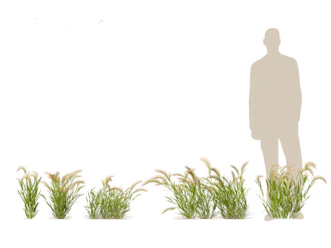 Hordeum jubatum - Foxtail Barley 3D Model