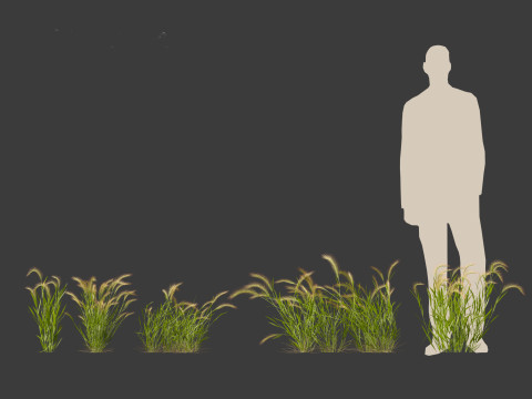 Hordeum jubatum - Foxtail Barley Modèle 3D
