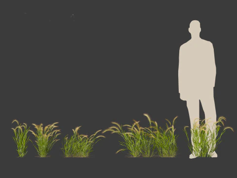 Hordeum jubatum - Foxtail Barley 3D Model