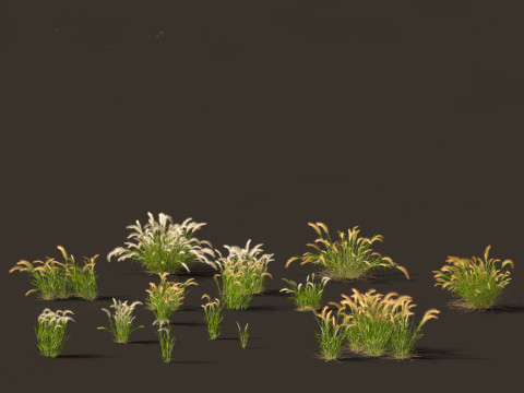 Hordeum jubatum - Foxtail Barley 3D 모델