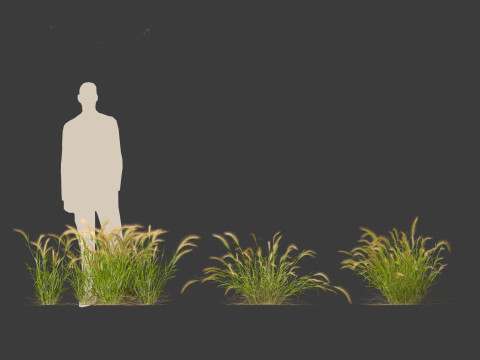 Hordeum jubatum - Foxtail Barley Modèle 3D