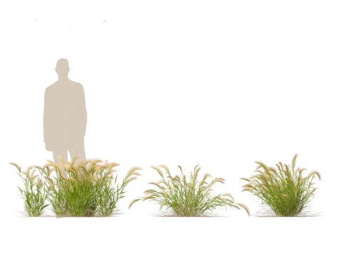 Hordeum jubatum - Foxtail Barley 3D Model