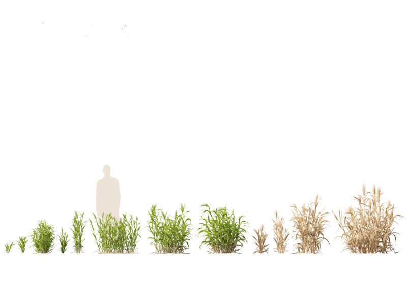 Hordeum - false barley Model 3D .c4d .max .obj .3ds .fbx .stl .blend 