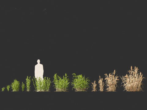 Hordeum - false barley 3D Model