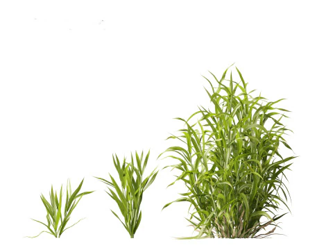 Hordeum - false barley 3D Model