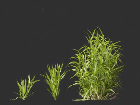 Hordeum - false barley 3D Model