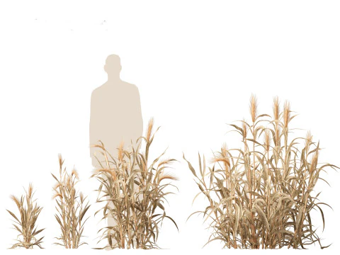 Hordeum - false barley 3D Model