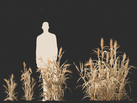 Hordeum - false barley Model 3D