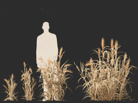 Hordeum - false barley 3D Model