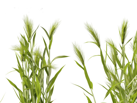 Hordeum - false barley Model 3D