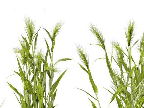 Hordeum - false barley 3D Model