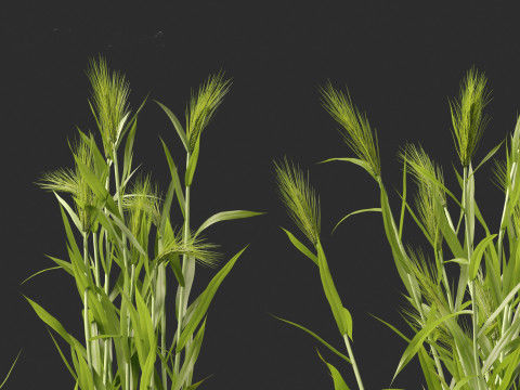Hordeum - false barley Model 3D