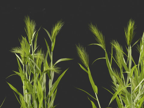 Hordeum - false barley 3D Model