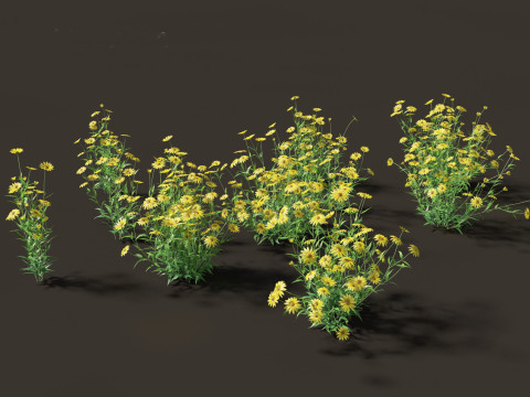 Helianthus microcephalus - Small-headed Sunflower 3D Model