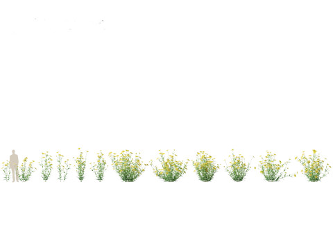 Helianthus microcephalus - Small-headed Sunflower Modelo 3D