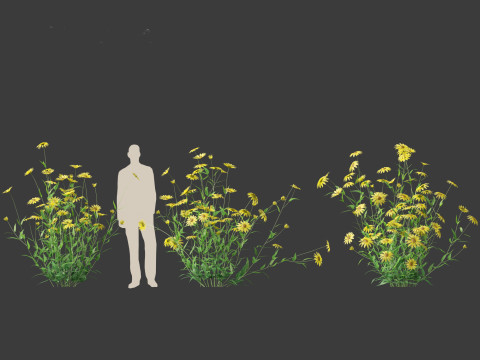 Helianthus microcephalus - Small-headed Sunflower Modelo 3D